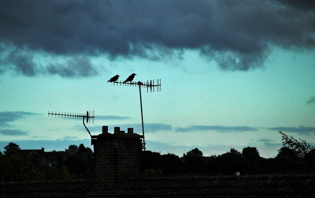 Dusk crows on rooftop
