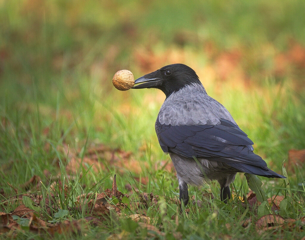 hedera baltica - crow with nut