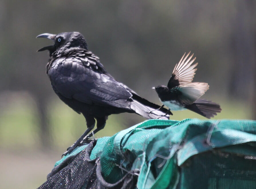 karen johns - raven and willie wagtail