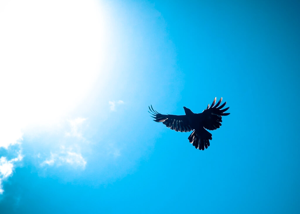 Hash Milhan - raven against sky