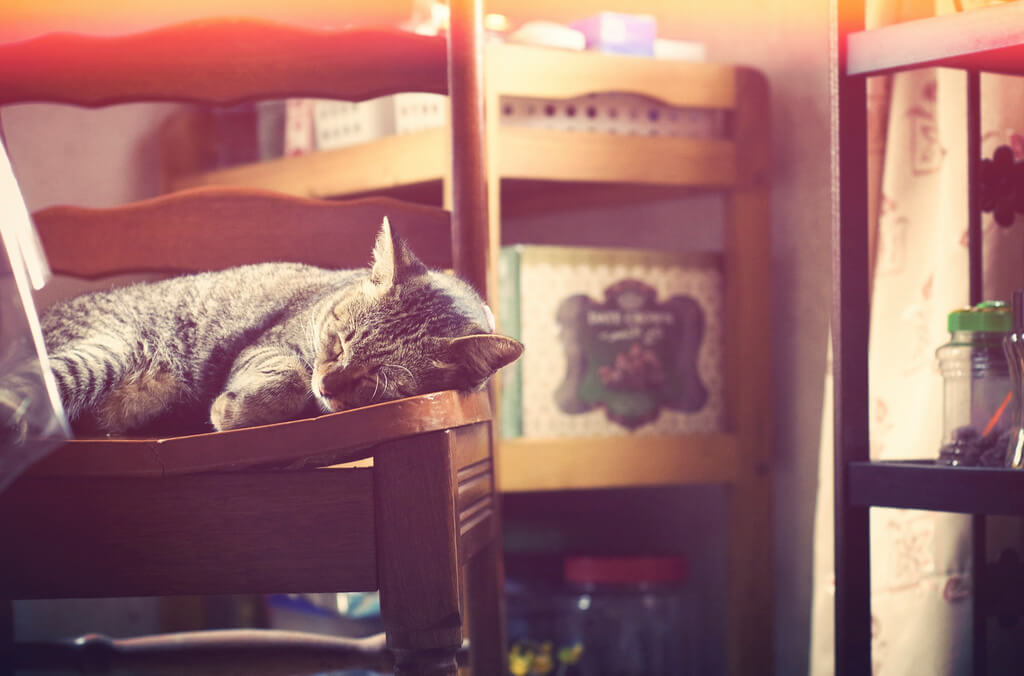 Asyraaf Azahari - cat sleeping