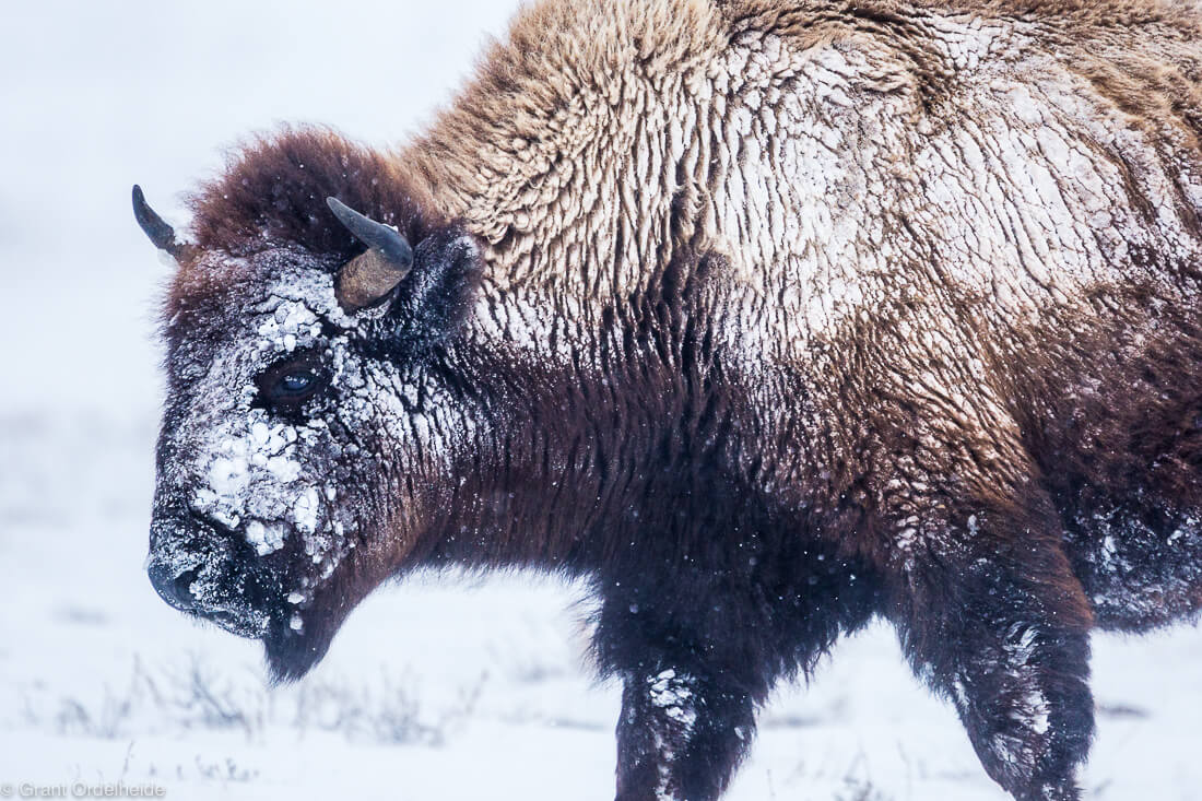 snow bison