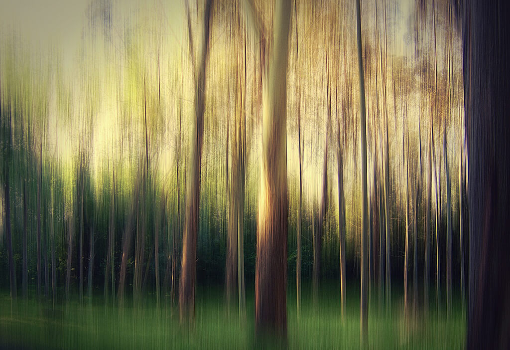 Elizme - blurry trees