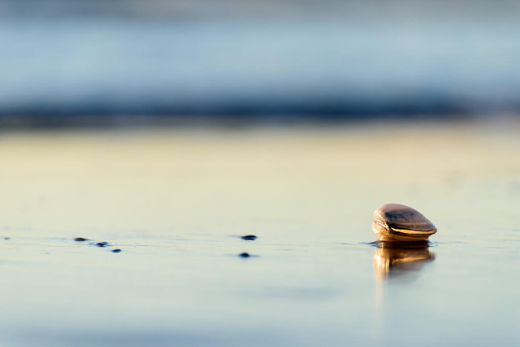 Nathalie - clam shell on beach