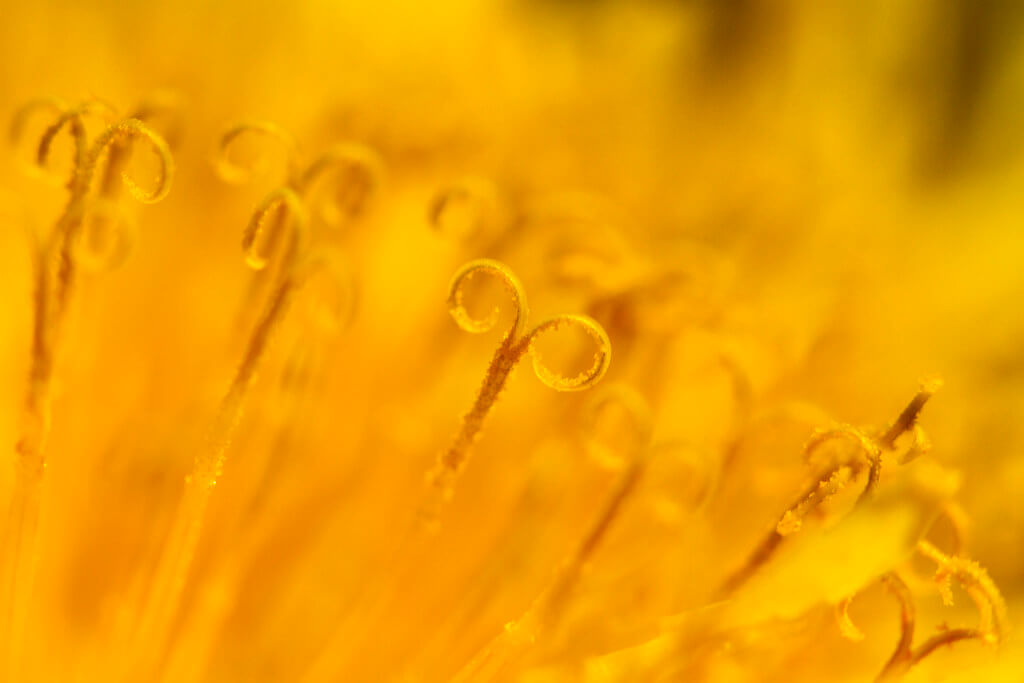 Nikk - Loopy yellow dandelion