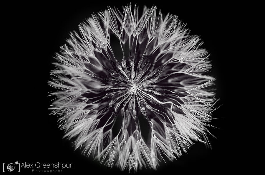 Alex Greenshpun - black and white dandelion