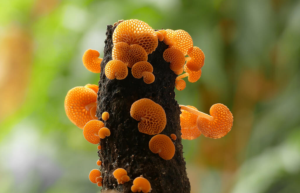 fungi photos of Favolaschia calocera (orange pore fungus)