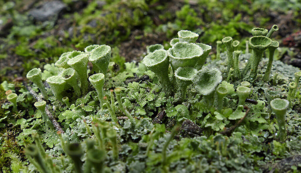 fungi photos of Cladonia asahinae (pixie cup lichen)