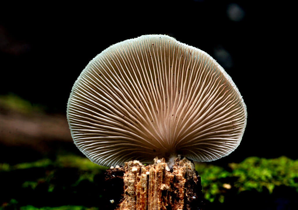 fungi photos of Crepidotus versutus (evasive agaric)