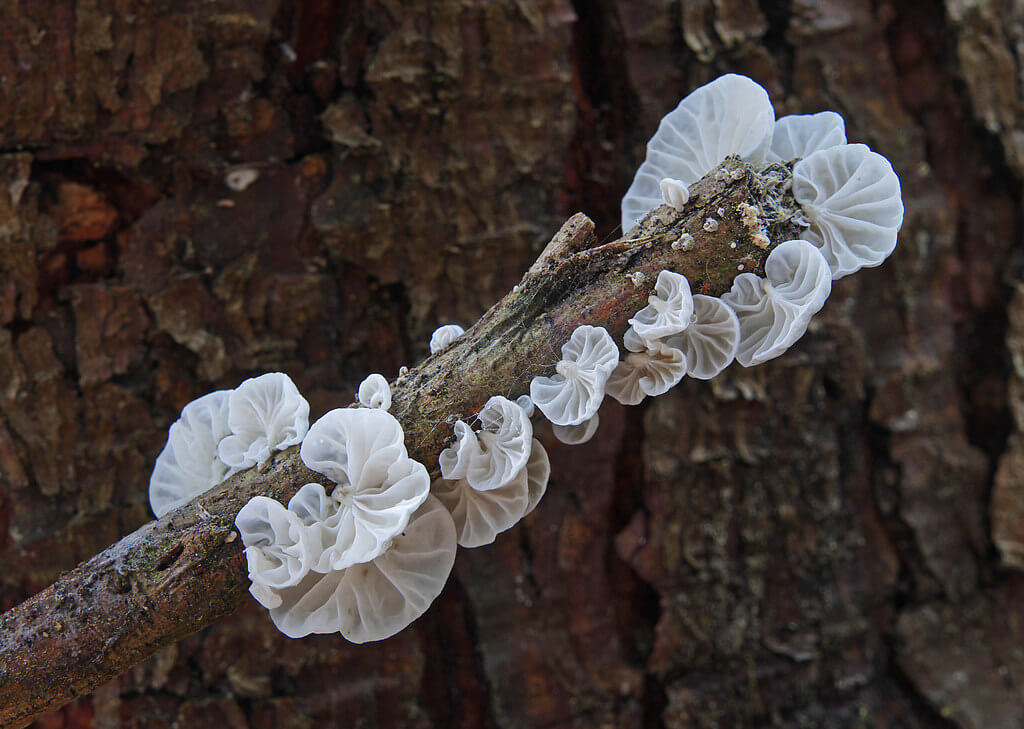fungi photos of Campanella species