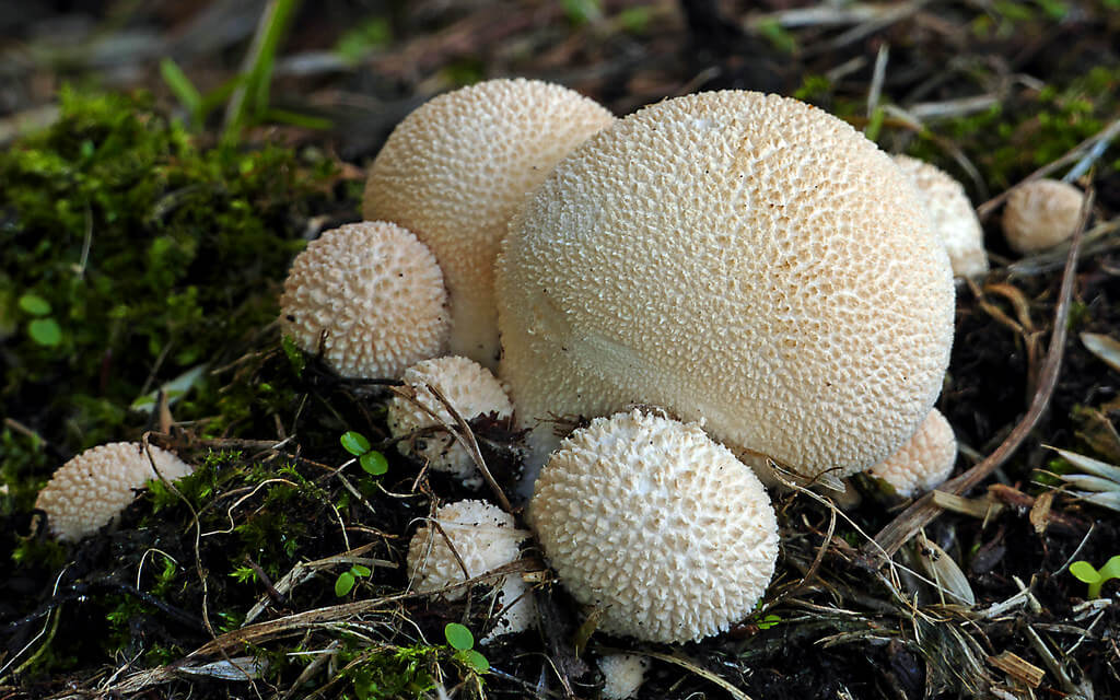fungi photos of Lycoperdon pyriforme (Pear-shaped puffball)