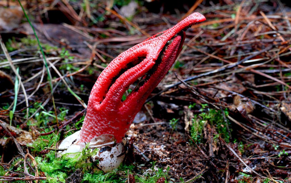 fungi photos of Clathrus archeri (Devils fingers)