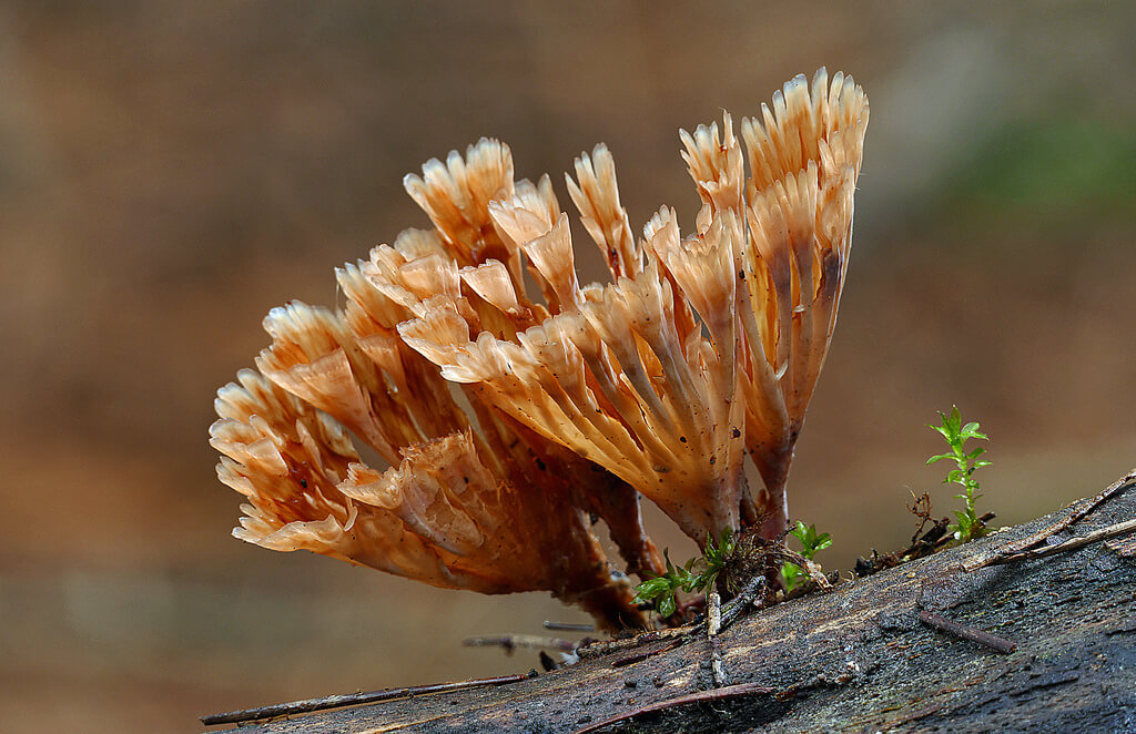 fungi photos of Wine Glass Fungus (Podoscypha petalodes)