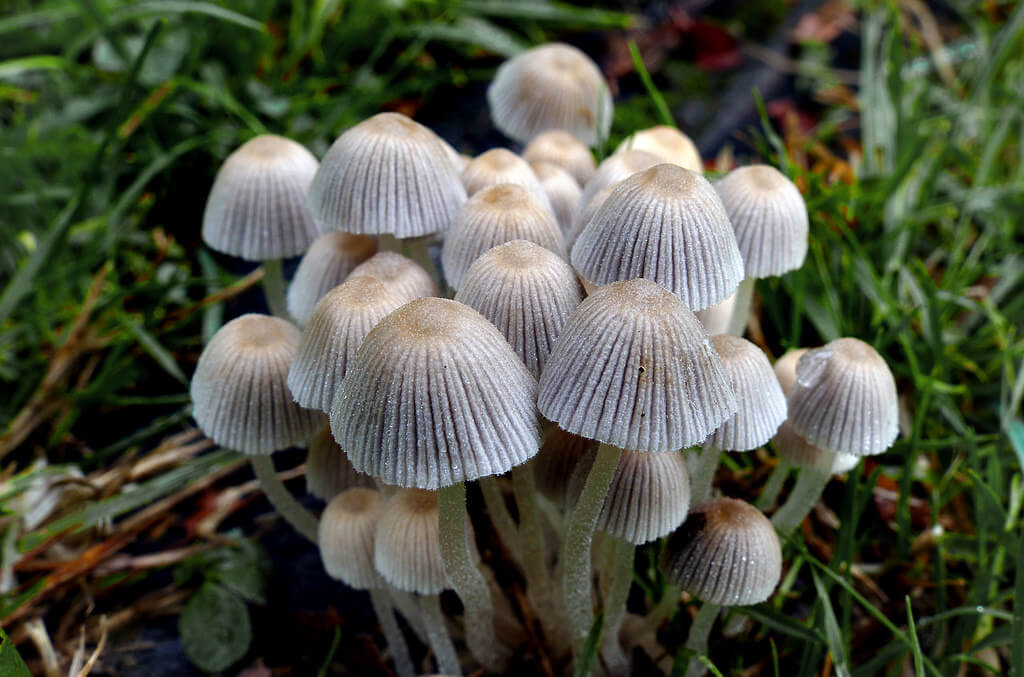 fungi photos of Coprinellus disseminatus (Fairies Bonnets)