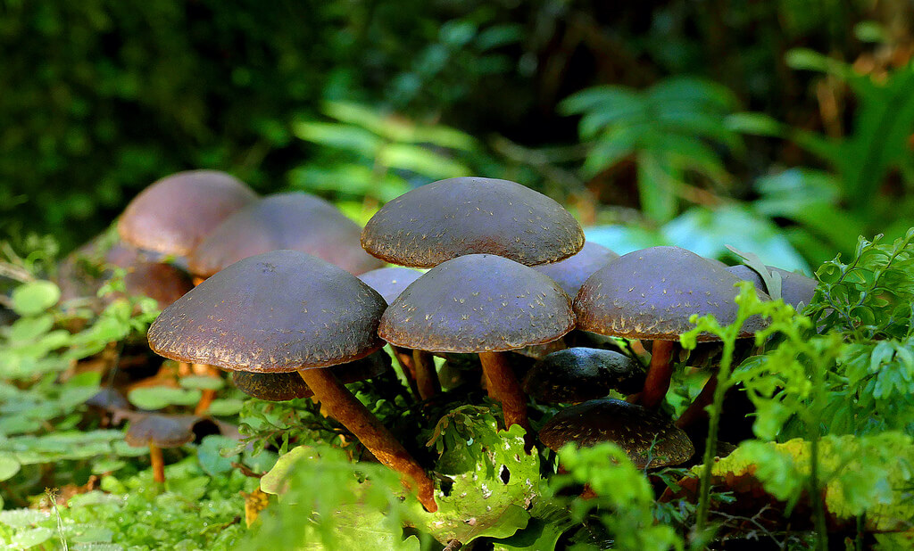 fungi photos of Hypholoma brunneum