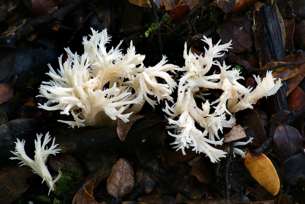 Clavulina rugosa (coral fungi)