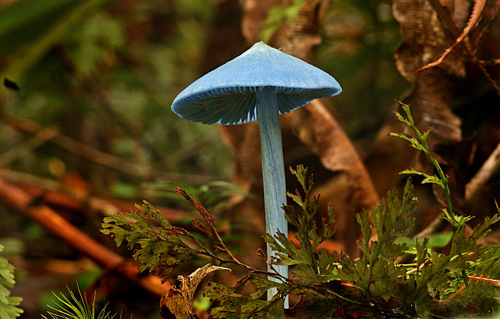 fungi photos Entoloma hochstetteri