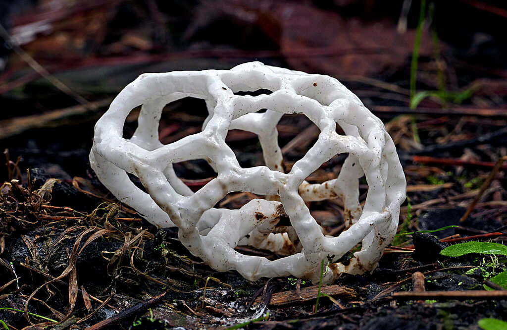 Ileodictyon cibarium (basket fungi)