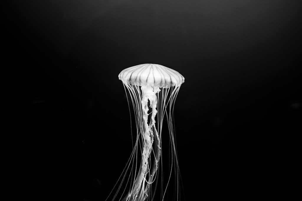 Shirren Lim - jellyfish - minimalist photography