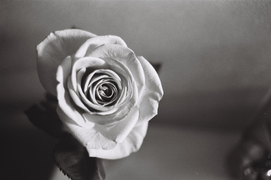 Jarrod Mouton - A Rose