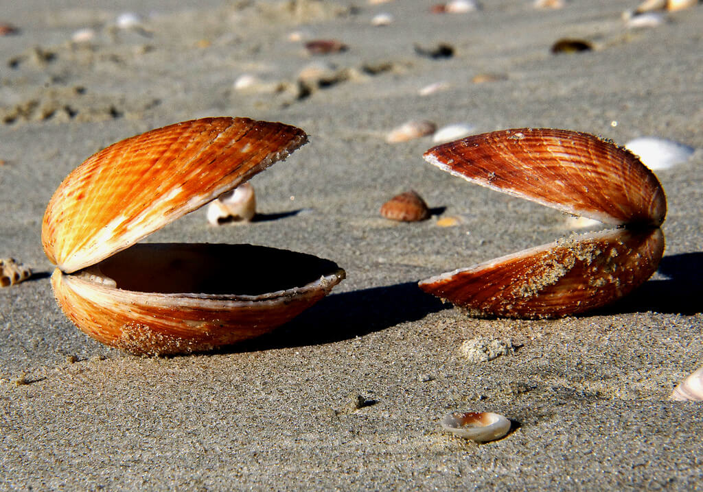 Bernard Spragg. NZ - two clams