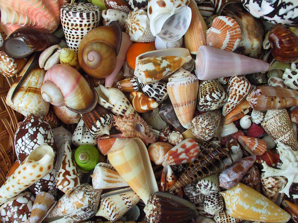 25 Beautiful Images of Seashells - The Photo Argus