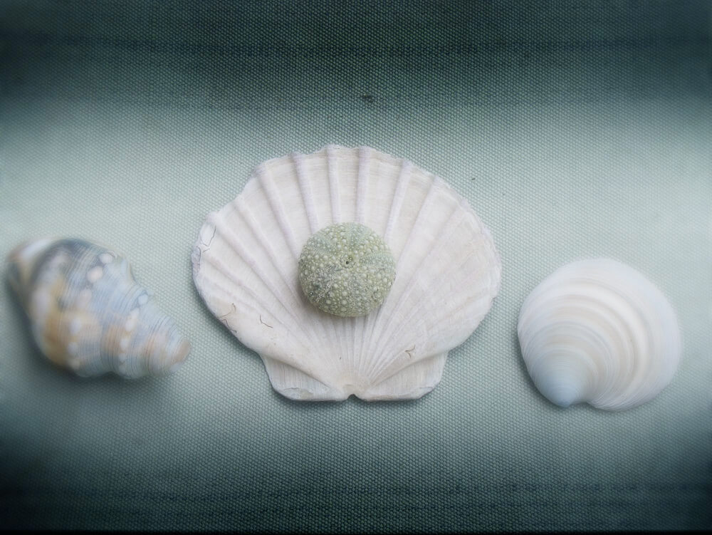 Caroline - row of seashells