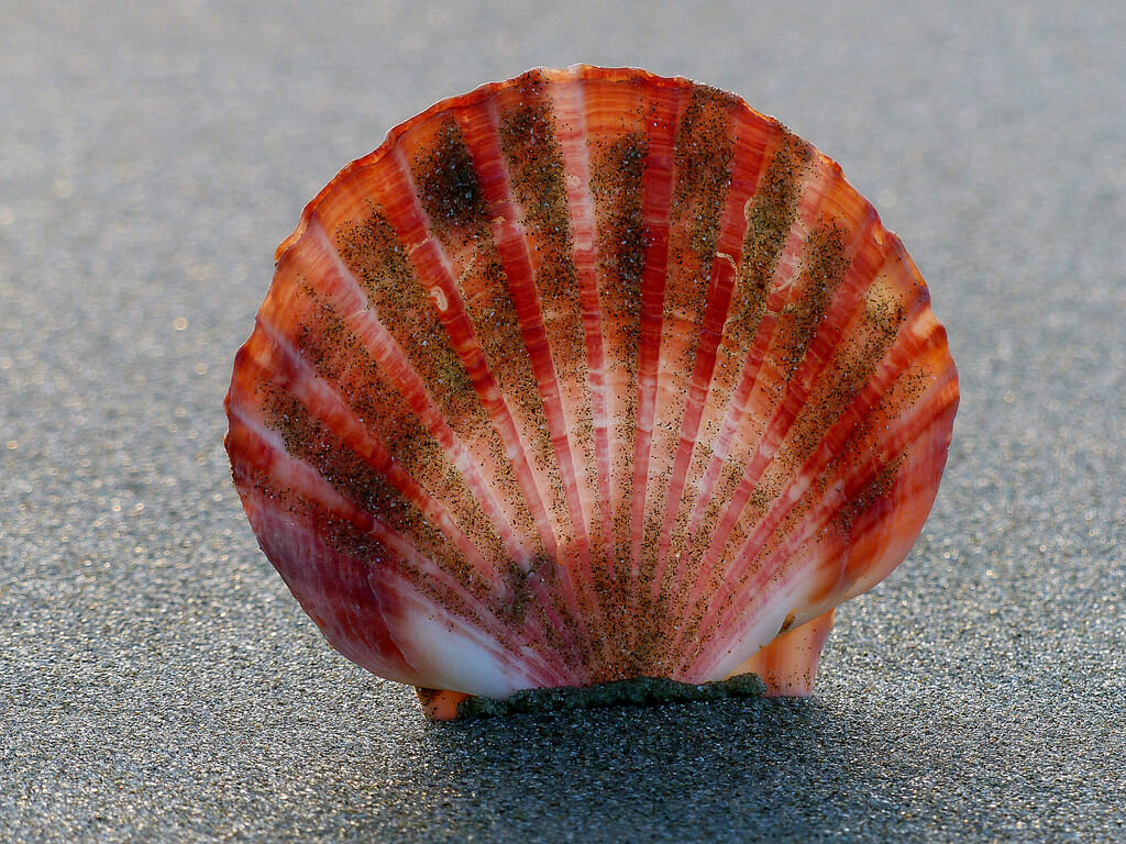 Bernard Spragg. NZ - Scallop shell