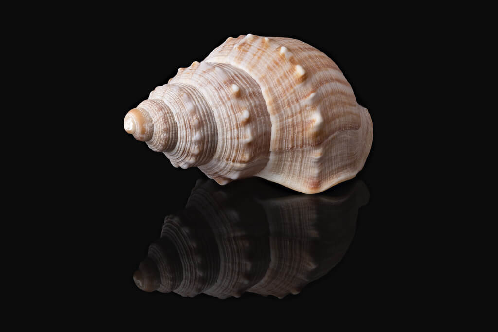 Ansgar Koreng - Focus stack of a shell