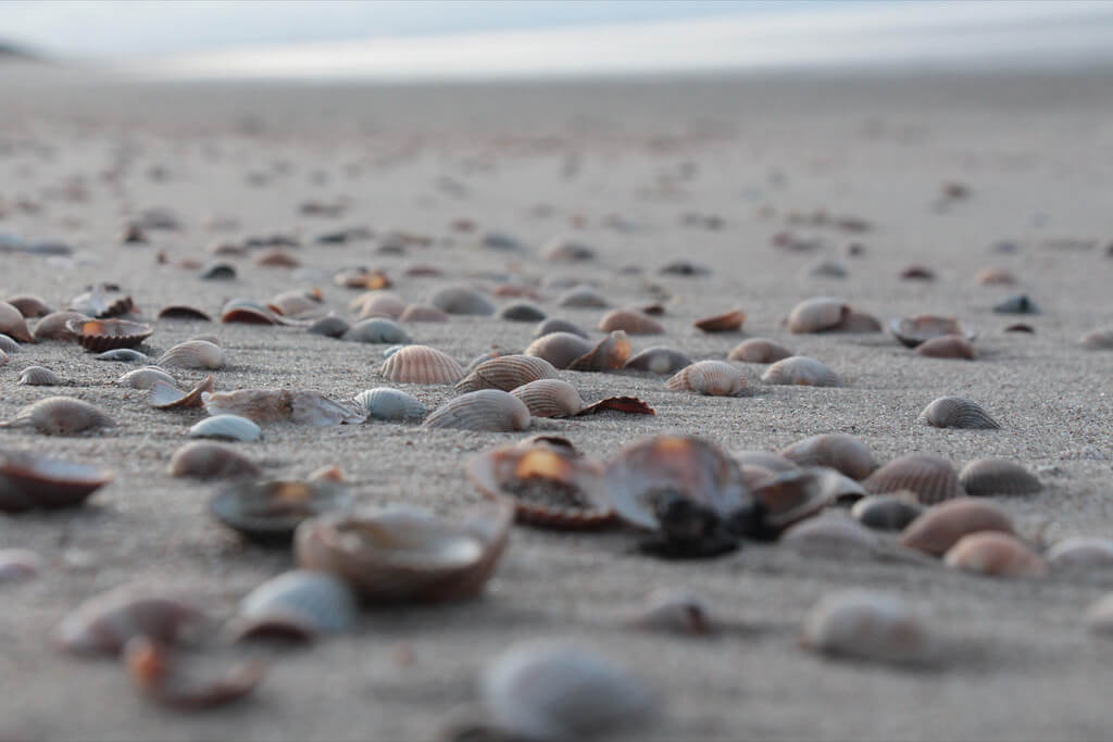 Alexander Fink - shells on beach