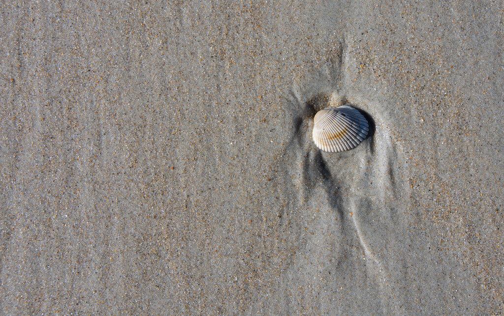 Shudda Brudda - clam shell