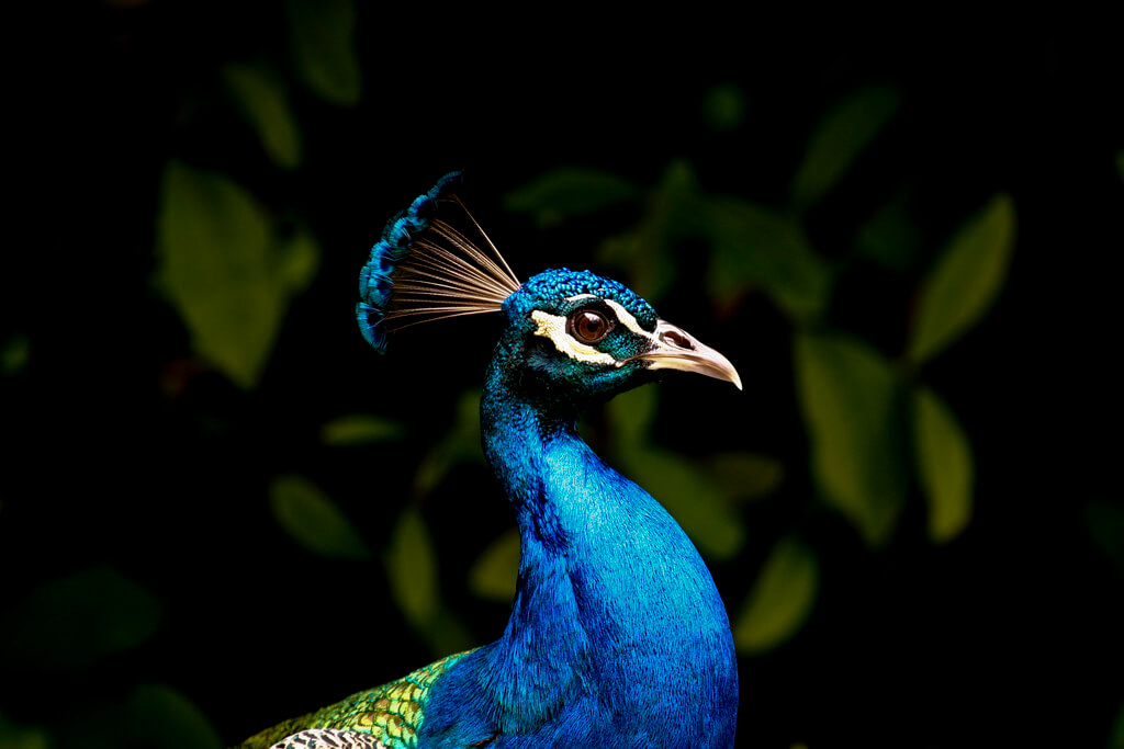 Tim Kelley - Peacock