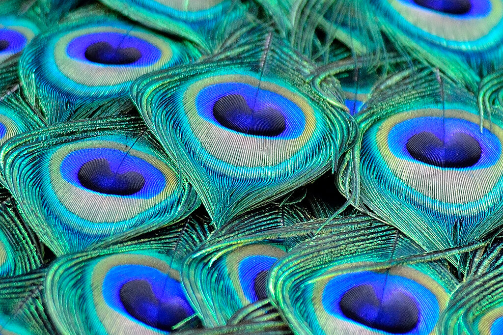 Noel Reynolds - Peacock feathers