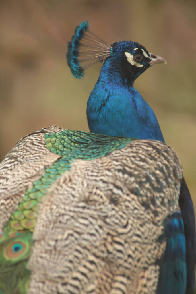Henry Hemming - Peacock