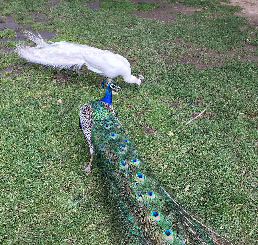 Sheila - Two peacocks