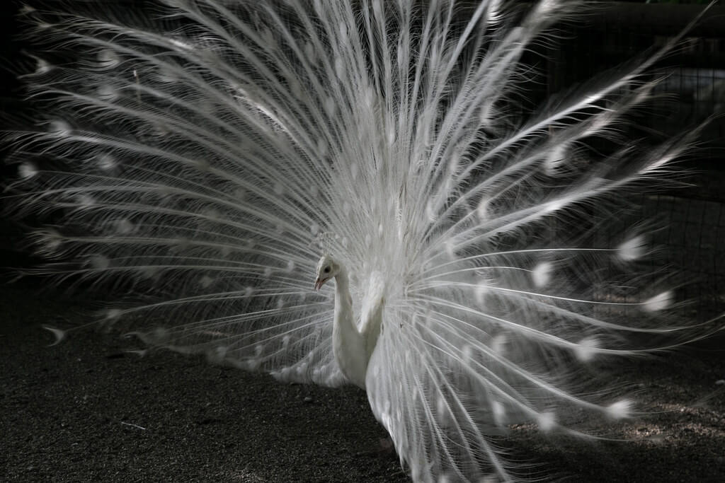 Andrea Pass - white peacock