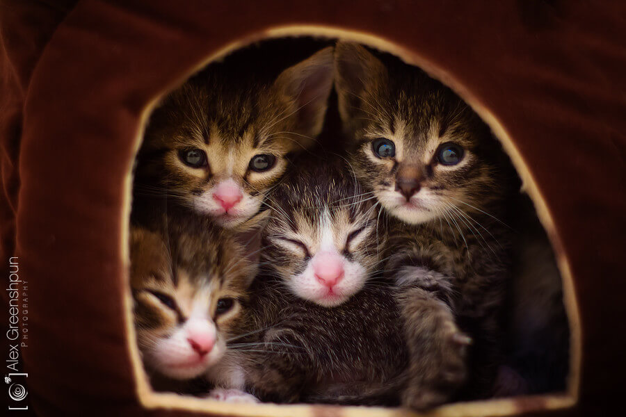 Alex Greenshpun - box of kittens