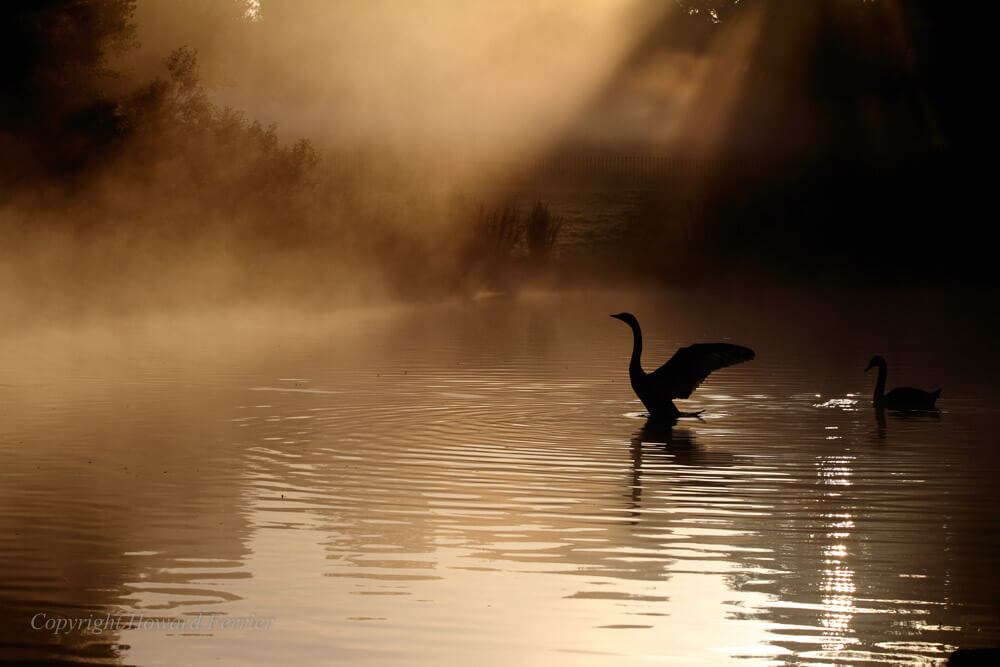 Howard Ferrier - swam silhouette