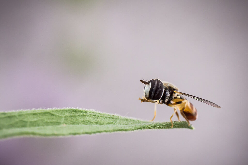 Amine Fassi - Syrphe hoverfly