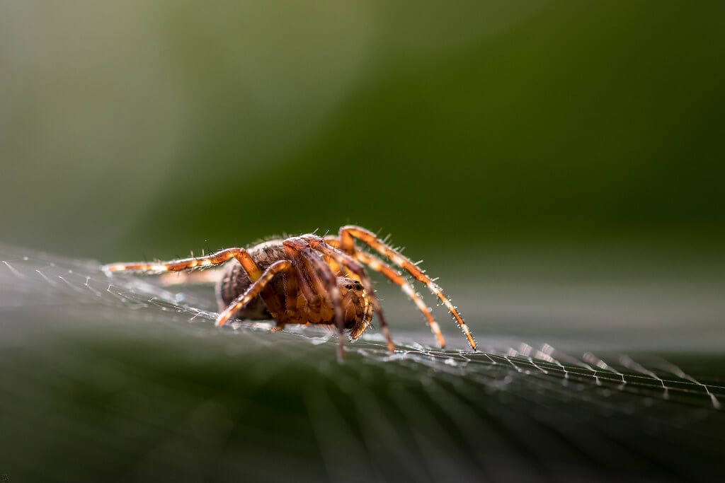 Fred Veenkamp - Itsy Bitsy Spider