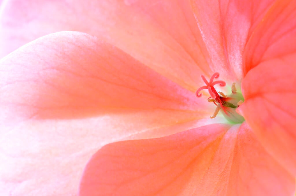 Steven Scott - macro flower red and pink