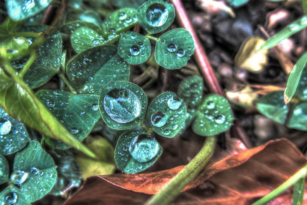 stega60 - water drops on leaves