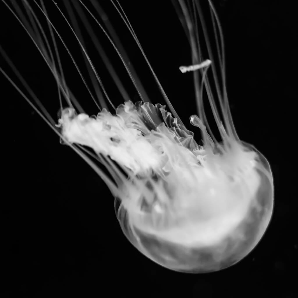 Marco Nürnberger - Jellyfish