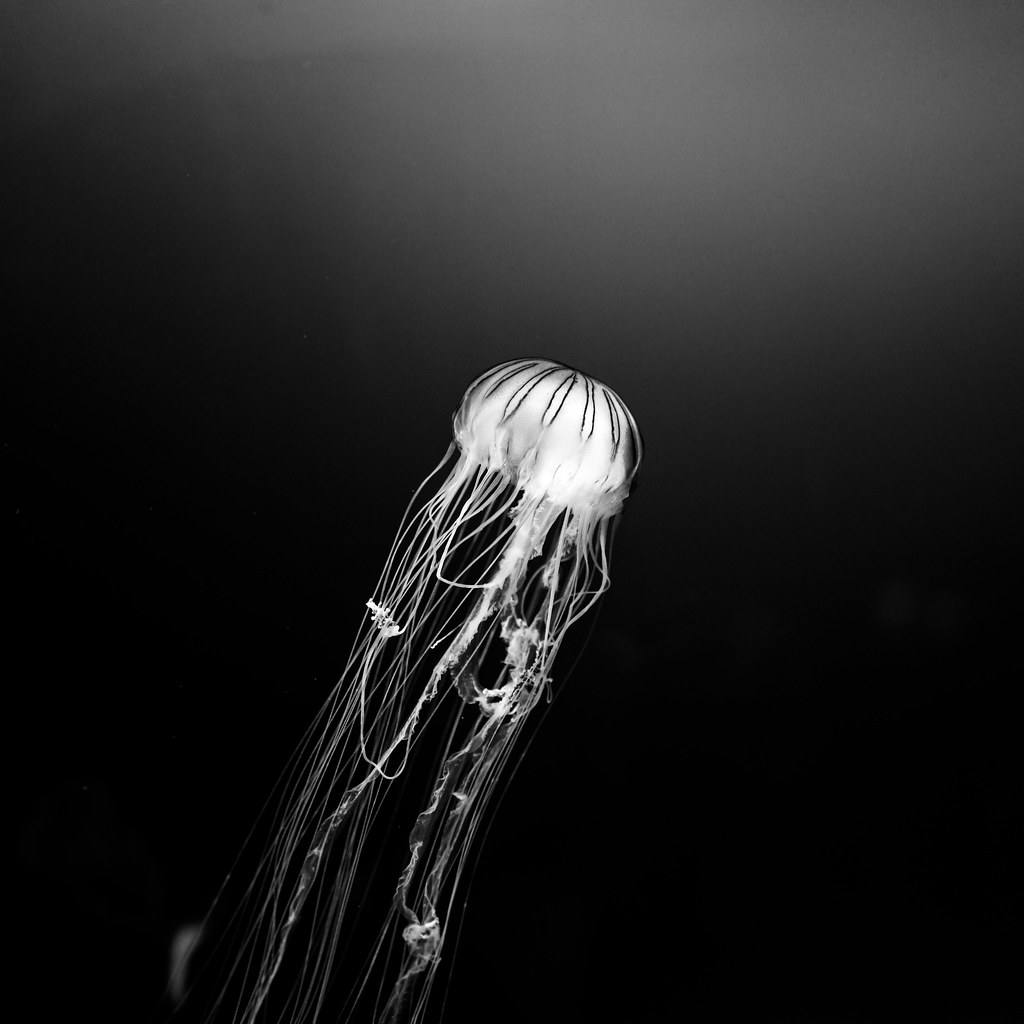 Shirren Lim - chrysaora jellyfish