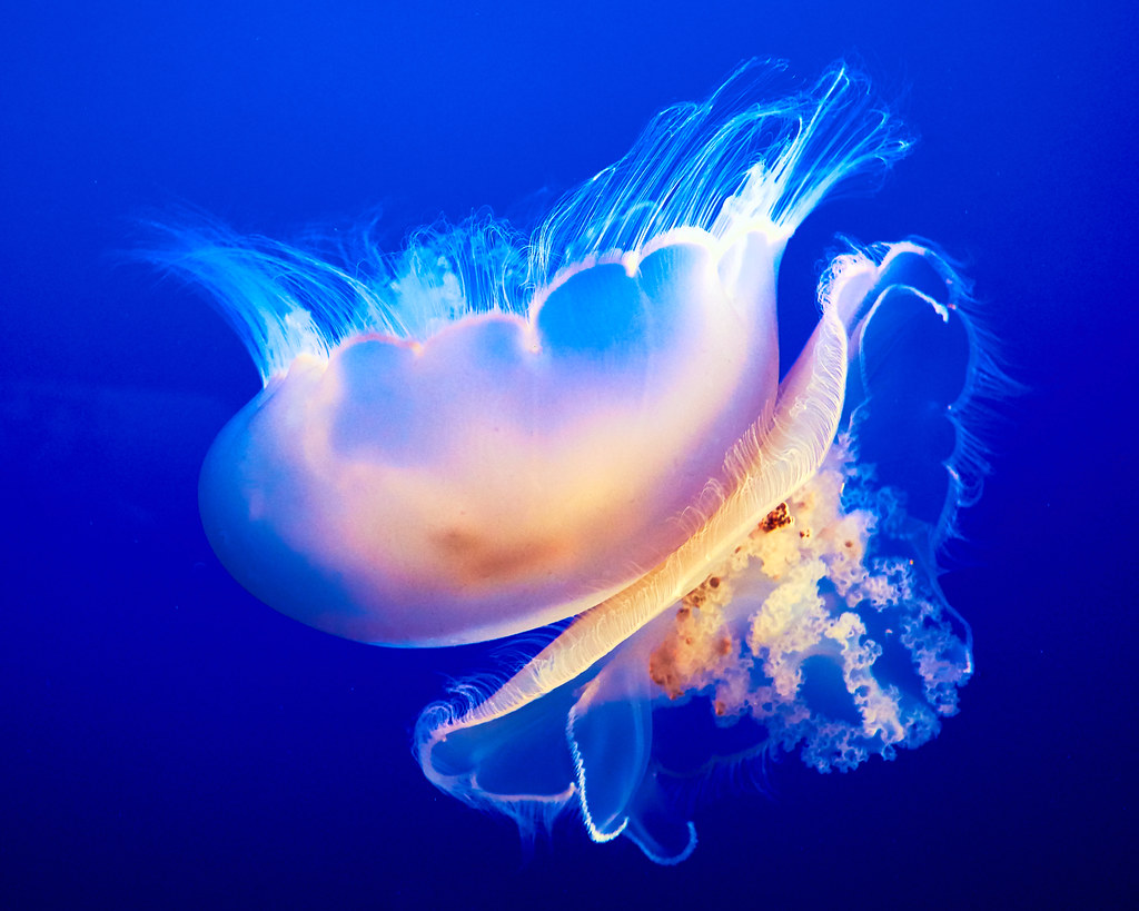Pedro Szekely - Medusa Jellyfish, Monterey Aquarium, California