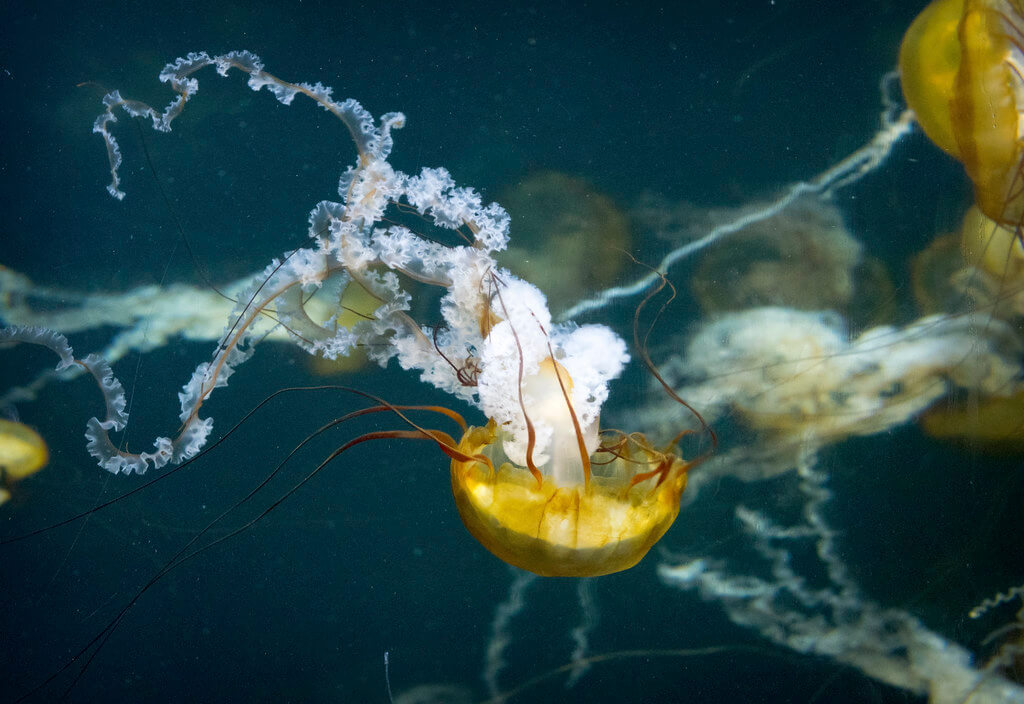 Alexander Day - Jellyfish