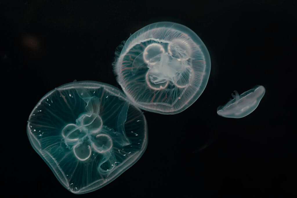 Donnie Nunley - Jellyfish Georgia Aquarium