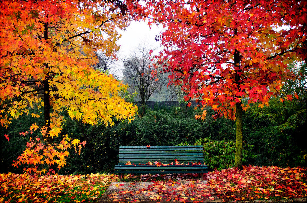 Mayastar Lavi - Autumn bench