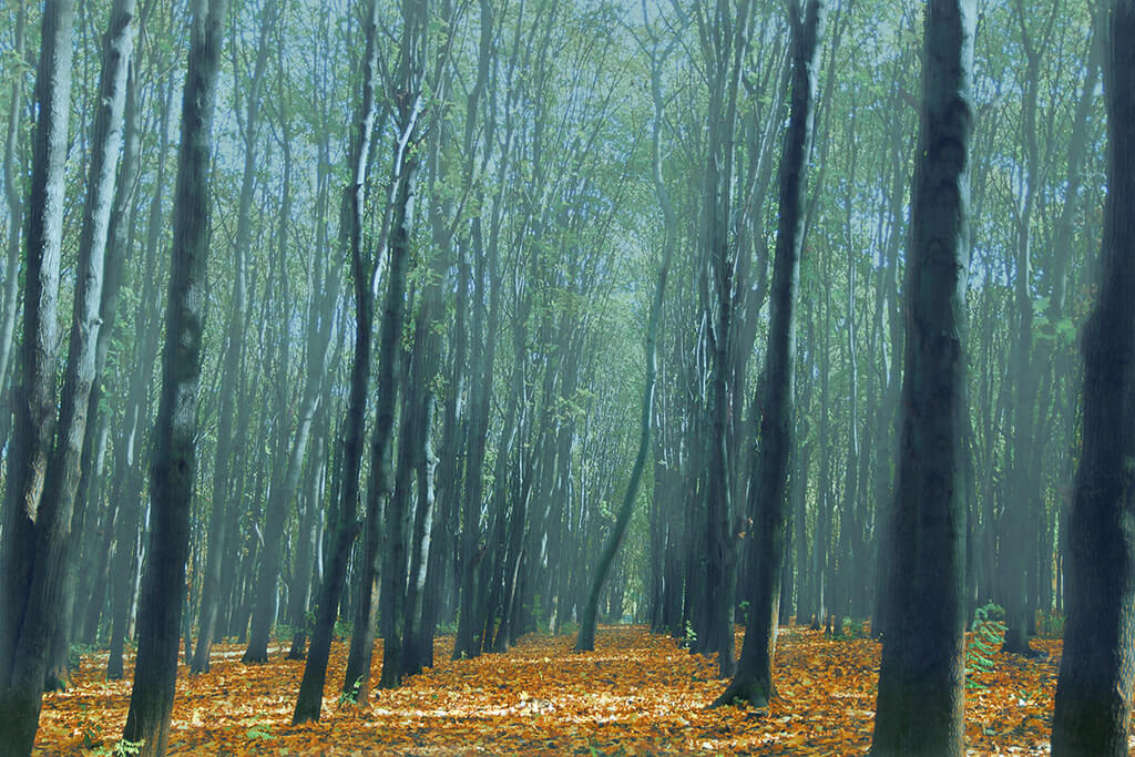 michieru - Forest in Autumn
