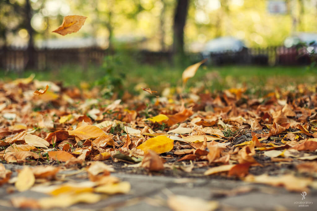 Yane Naumoski - autumn leaves